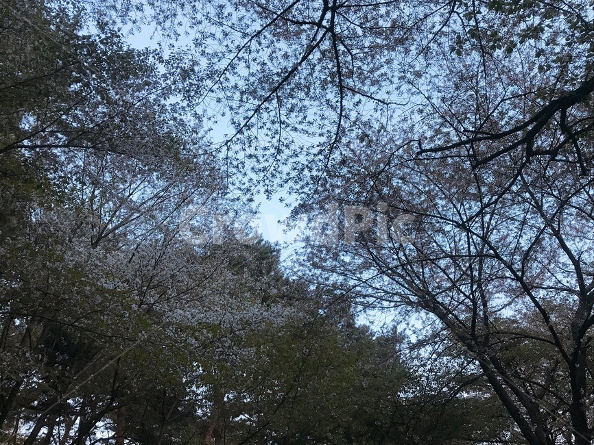 풍경,나무,자연,산책로,하늘