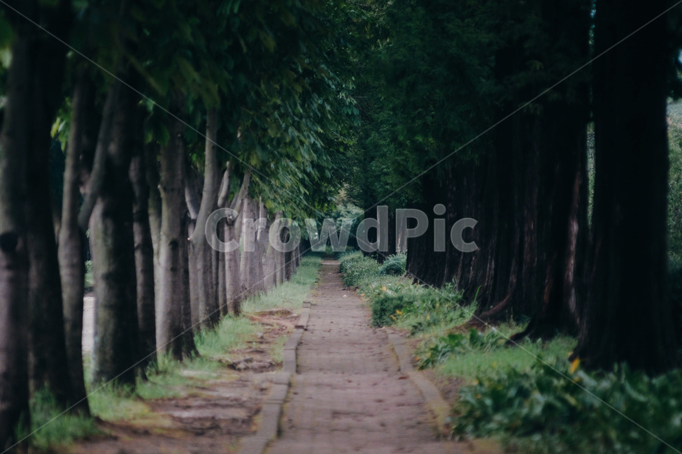 나무,숲,피톤치드,녹색,자연,tree,nature,forest,green,자연,풍경,nature,landscape,path,통로,arbour,정자,outdoors,옥외,garden,정원,plant,식물