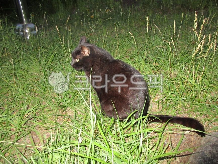 green,black cat,black,leaf,outdoor,Pets,stray cat,light,mammal,cat,animal,mammalia,pet
