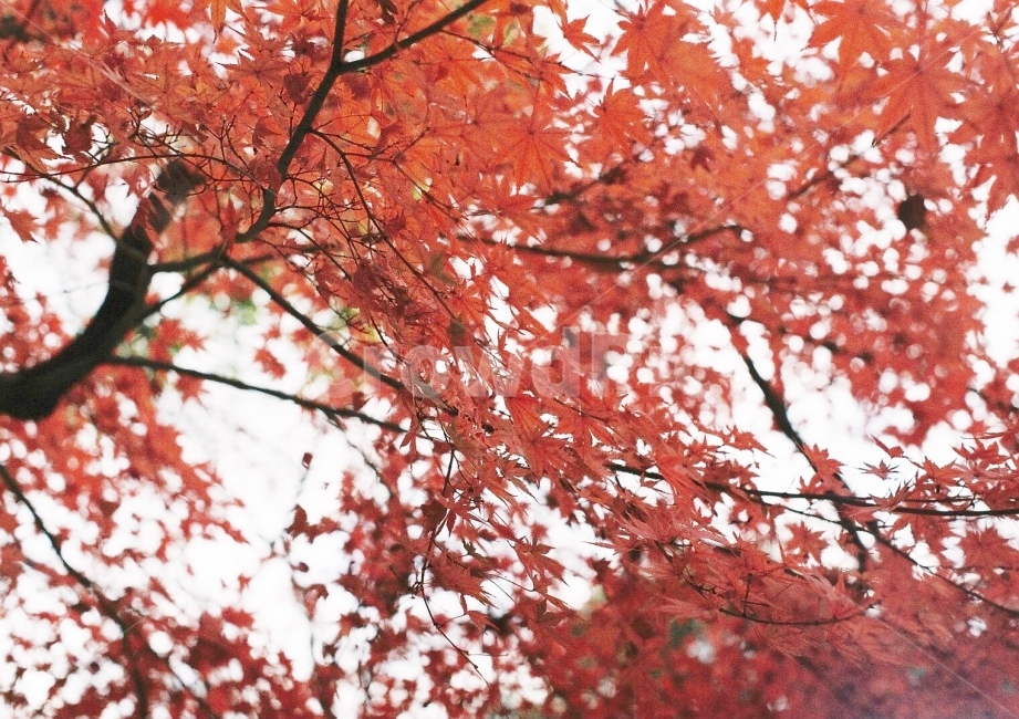 단풍,단풍나무,가을,자연,단풍잎,필름사진,필름,필름카메라,필름감성,가을,계절,fall,autumn,season,식물,자연,plants,nature,감성,sensible,feeling,plant,leaf,잎,tree,나무,maple