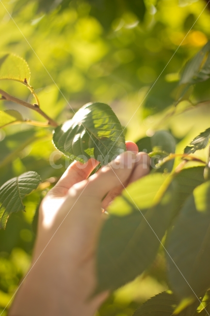 나뭇잎,풍경,감성,식물,나무,녹음,녹색,식물,자연,plants,nature,사람,인물,인간,human,person,신체일부,몸,body,휴식,힐링,rest,relaxation,healing,연출,컨셉,콘셉,direction,concept