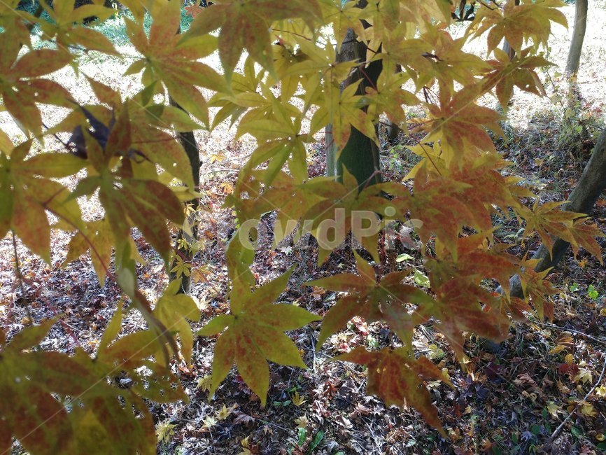 가을단풍,가을,엽록소,leaf,plant,식물,tree,maple,단풍,가을,계절,fall,autumn,season