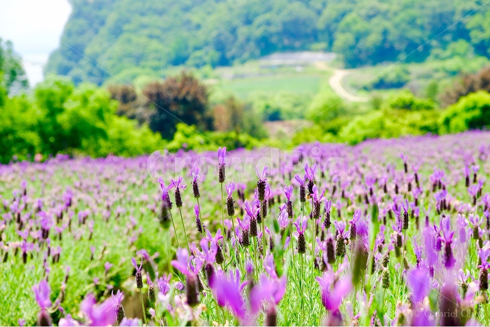 봄,허브,봄꽃,꽃,라벤더,식물,자연,plants,nature,꽃,flower