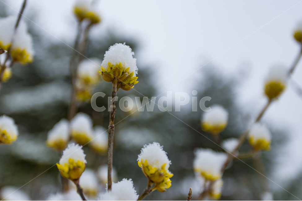 봄,꽃,힐링,자연,산수유,봄,계절,spring,season,겨울,winter,식물,자연,plants,nature,꽃,flower,plant