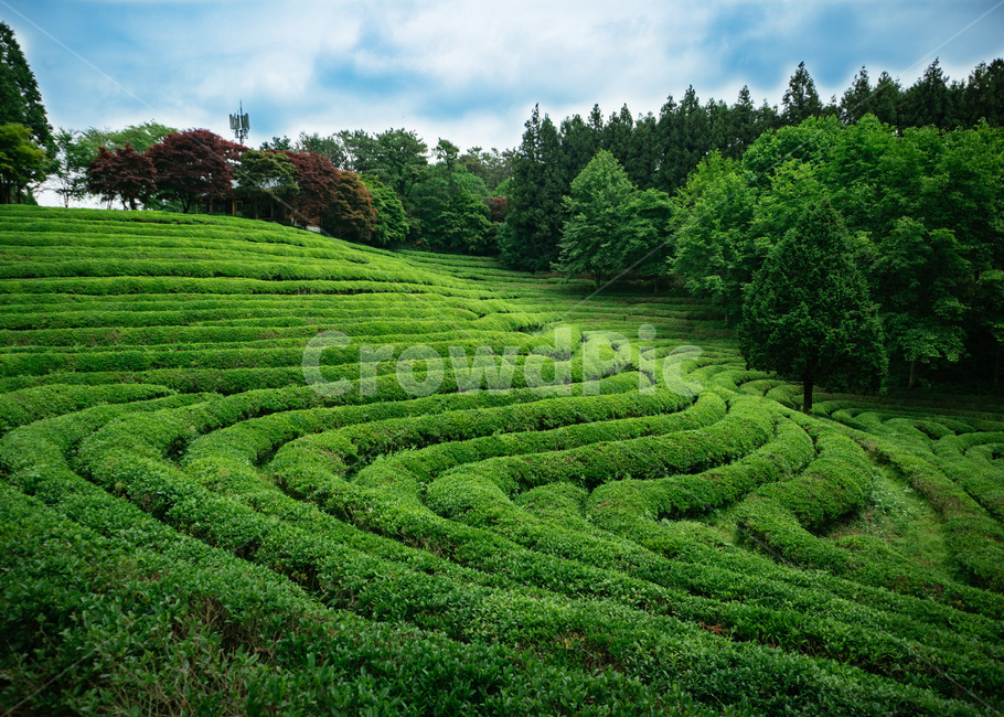 녹차밭,초록,보성,녹차잎,녹차,자연,풍경,nature,landscape,한국자연풍경,한국자연경관,korea nature landscape