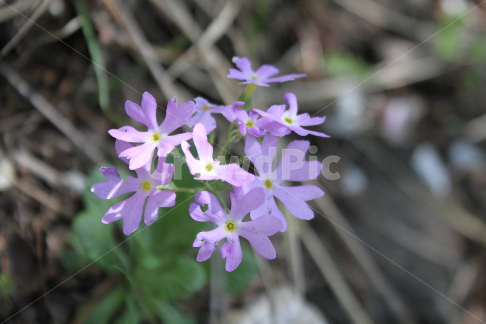 앵초,꽃,야생화,식물,primrose,식물,자연,plants,nature,꽃,flower