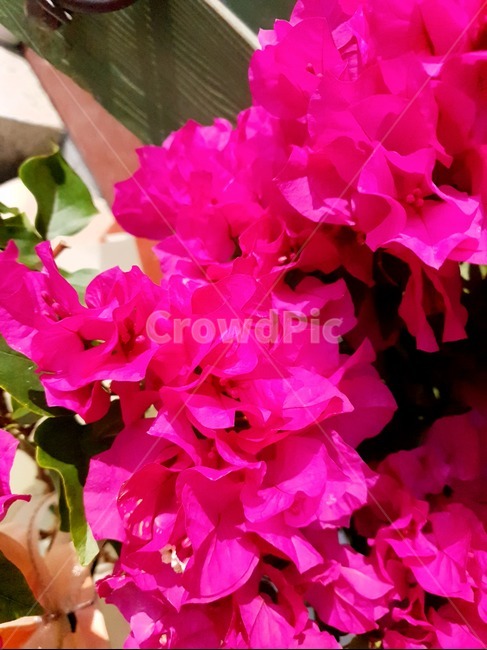 plant,식물,flower,꽃,blossom