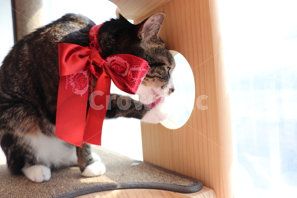 고양이,한국고양이,고등어,집사,cat,koreacat,pet,kitten,window,창문,그루밍,리본,ribbon,동물,animal,포유류,mammal,고양이,cat,kitten,kitty