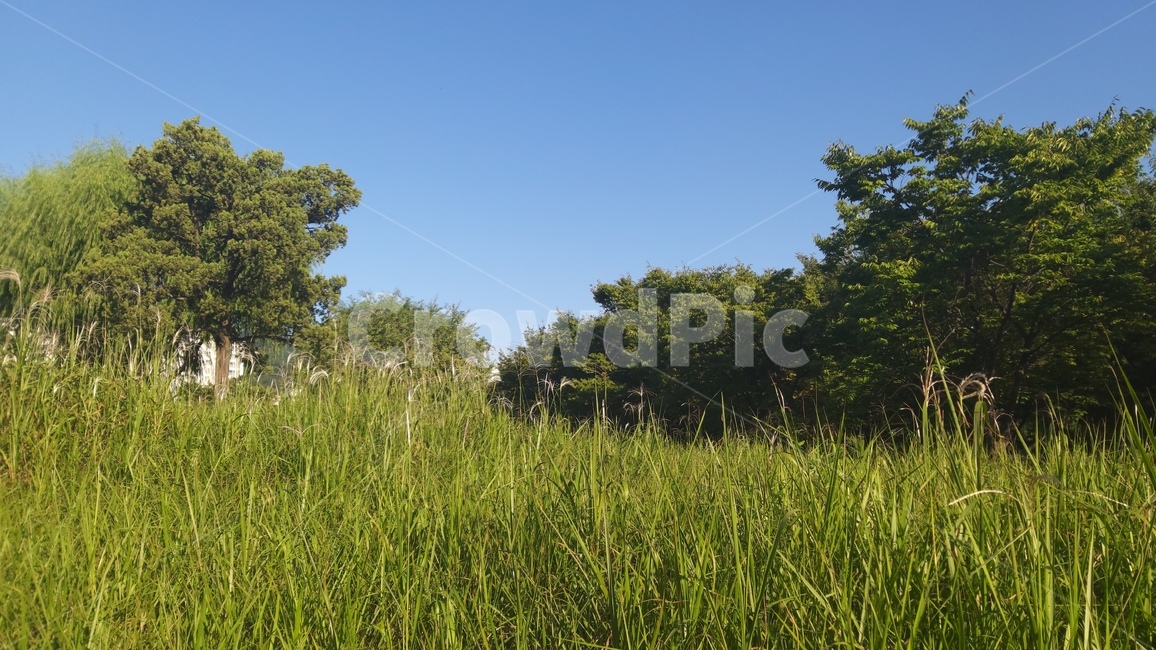 억새,억새풀,수풀,나무,자연,계절,하늘,silvergrass,forest,trees,nature,season,sky,식물,자연,plants,nature