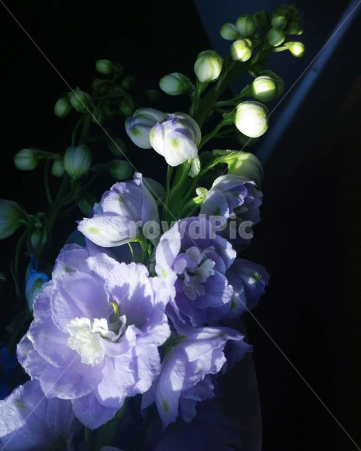 꽃,안개꽃,파란색,파란장미,장미,졸업식,수국,아이리스,꽃다발