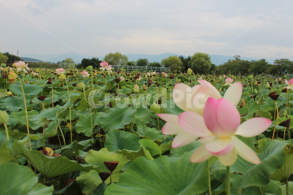 plant,식물,blossom,flower,꽃,연꽃,lotus,식물,자연,plants,nature,꽃,flower