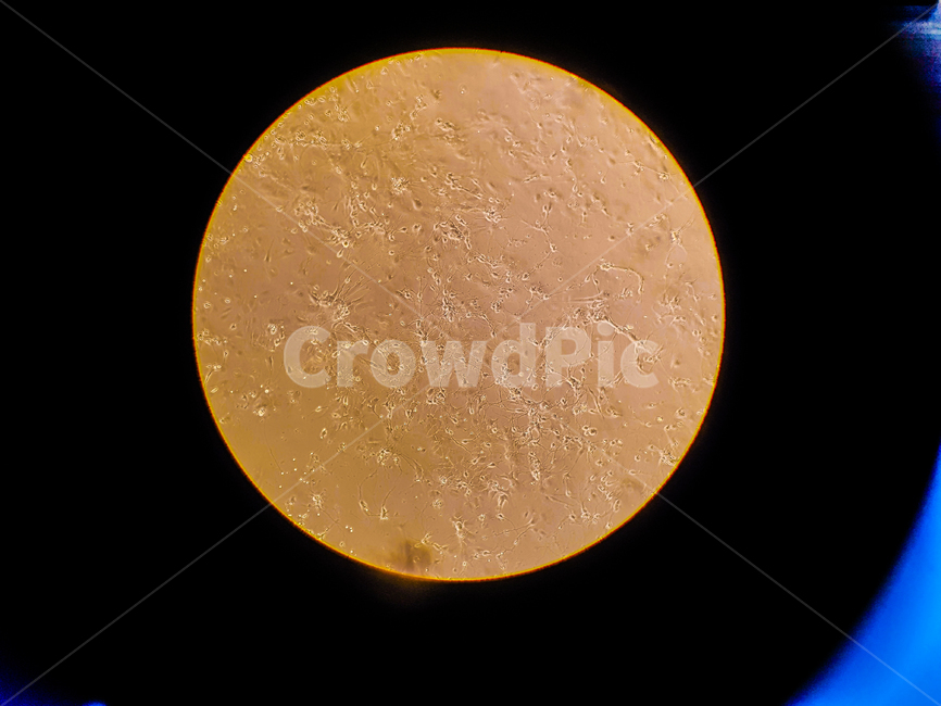 세포,뉴런,hippocampalneuroncell,신경세포,신경과학,신경,셀,cell,현미경,광학현미경,야경,밤,풍경,nightscape,night,landscape,outdoors,옥외,outer space,대기권 밖,astronomy,천문학,moon,달,nature,자연,universe,우주