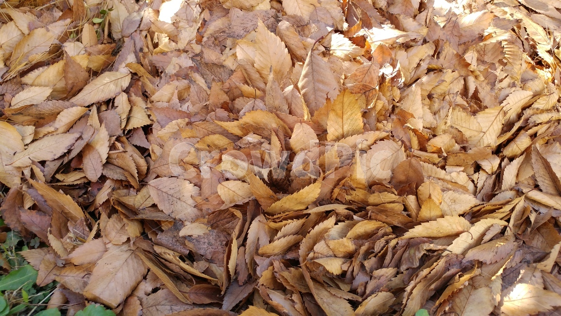 가을,낙엽,칼라,갈색,나뭇잎,가을,계절,fall,autumn,season,plant,식물,leaf,잎