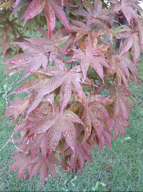 leaf,잎,plant,식물,tree,나무,단풍,식물,자연,plants,nature