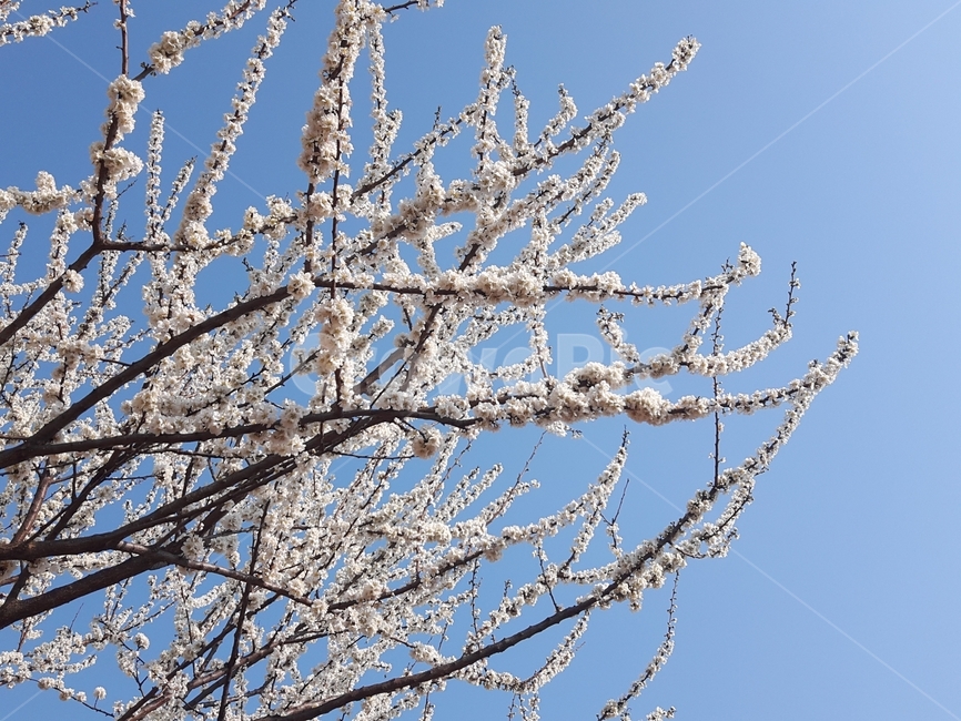 자두꽃,하늘,자연,풍경,분홍색,아름다움,꽃,봄,계절,spring,season,식물,자연,plants,nature,꽃,flower,ice,빙,outdoors,옥외,snow,눈,frost,서리