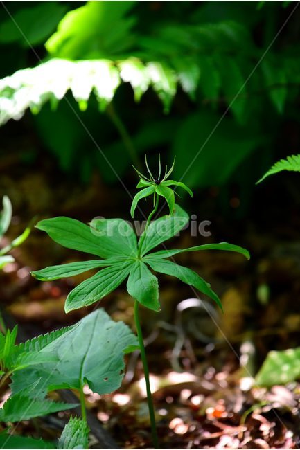 삿갓나물,야생화,꽃,식물,자연,생태,플라워,flower,plants,nature,식물,자연,plants,nature,꽃,flower