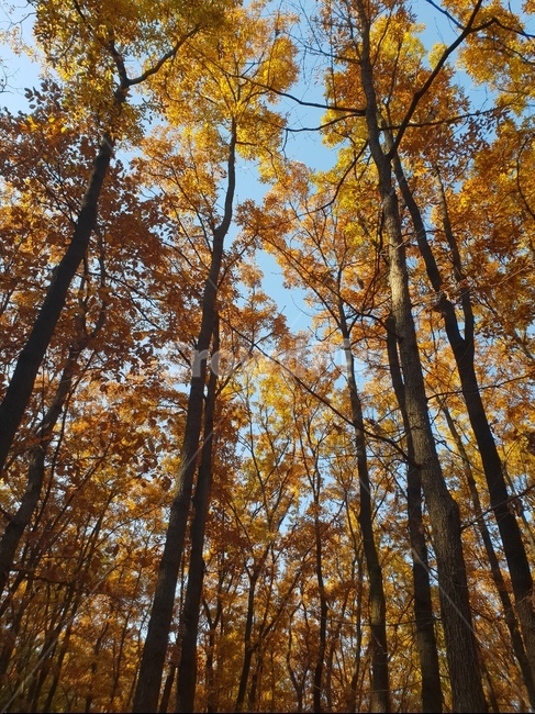 가을풍경,단풍,단풍놀이,가을감성,소나무,융릉,건릉,산책로,숲,나무,낙엽,가을,계절,fall,autumn,season,식물,자연,plants,nature,나무,trees,wood,tree,plant