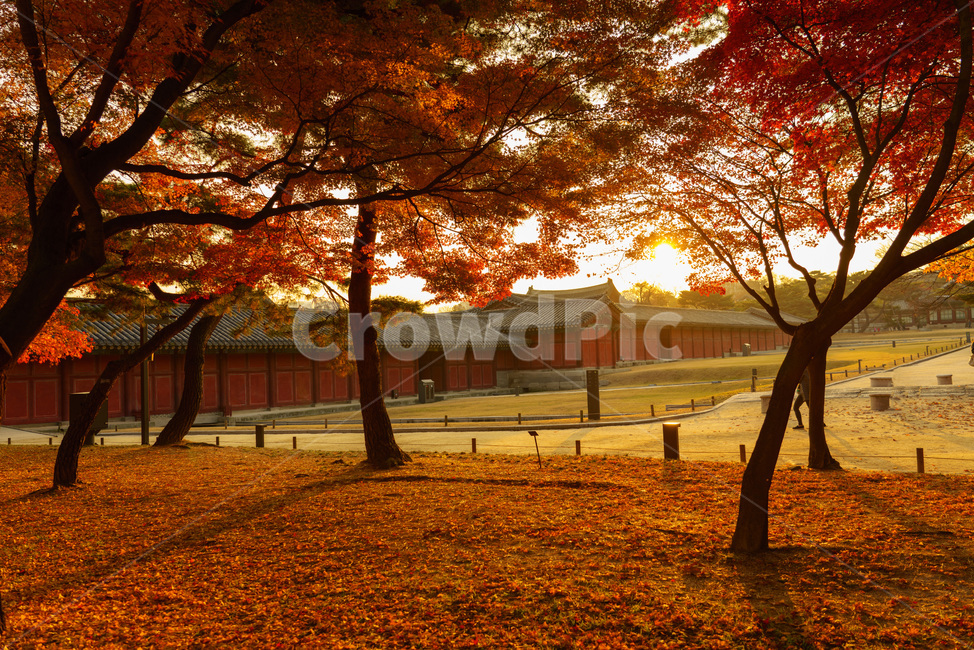 창경궁,단풍,해질녘,아름다운,고요한,sunset,palace,calm,beautiful,저녁,따뜻한,고즈넉한,낙엽,배경,가을,autumn,fall,웜톤,전통,한국,korea,traditional,가을,계절,fall,autumn,season,한국전통,한국문화,korean traditional,korean culture,건축물,건물외관,exterior,building,structure,architecture,construction,tree,나무,plant,식물,tree trunk,나무 줄기