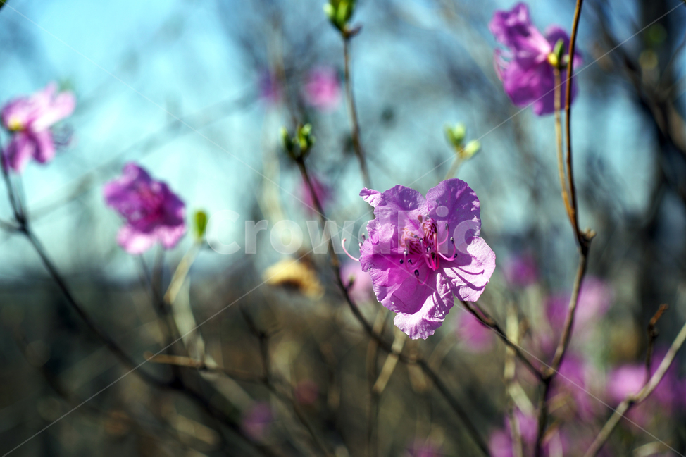 진달래,봄,연분홍색,꽃,koreanrosebay,두견화