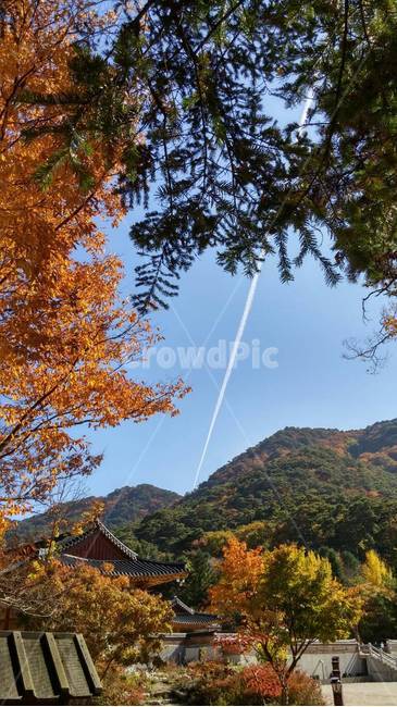 가을,가을하늘,가을풍경,단풍나무,단풍,가을,계절,fall,autumn,season,자연,풍경,nature,landscape,tree,나무,plant,식물,outdoors,옥외