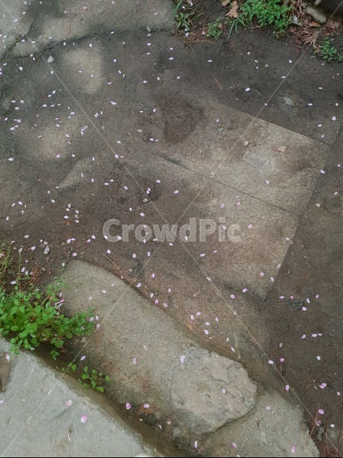 벚꽃,꽃길,벚꽃길,벚꽃떨어진,돌계단,집앞,집으로가는길,골목길,아련한,외로움,외로운길,사뿐이,즈려밟고,떨어진꽃,떨어진벚꽃,다정한,평안한,평온한,봄,거리,길,길목,비온뒤