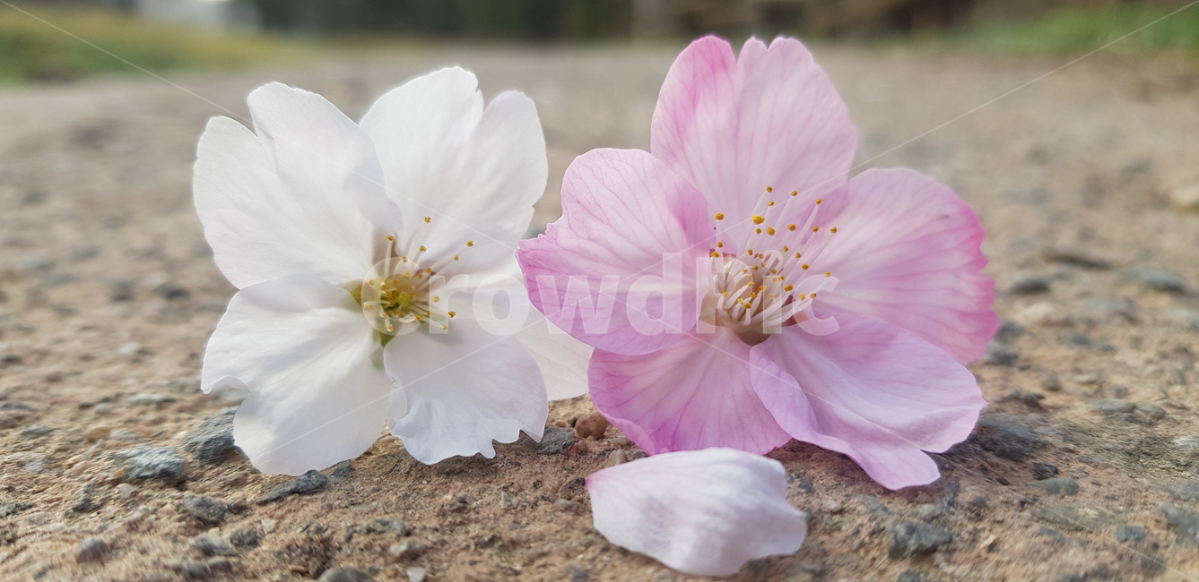 꽃,flower,daffodil,봄,blossom,plant,벚꽃
