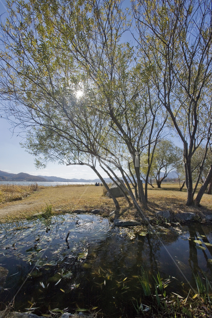 풍경,푸른,휴식,맑음,시원한,공원,산책,nature,자연,land,나라,outdoors,옥외,water,물,marsh,습지,swamp,늪,개울,햇살,흔들림