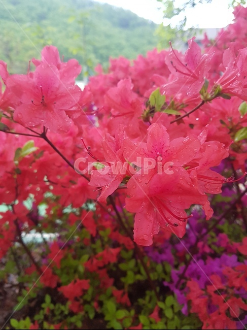 꽃,봄,스프링,spring,개화
