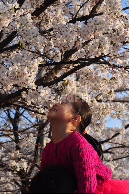 어린이,아이,봄,꽃향기,벚꽃,koreanchild,koreankid,spring,flowers,봄,계절,spring,season,사람,인물,인간,human,person,어린이,어린아이,child,children,kid,plant,식물,blossom,꽃,flower,cherry blossom