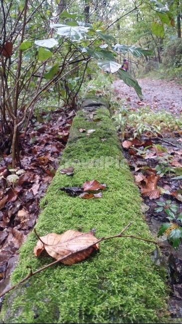 leaf,plant,moss,잎,식물,이끼,바닥,낙엽,tree,식물,자연,plants,nature