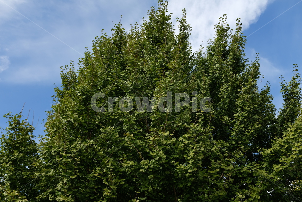 자연,나무,숲,푸른,초록,tree,nature,forest,green,자연,풍경,nature,landscape,plant,식물,fir,전나무