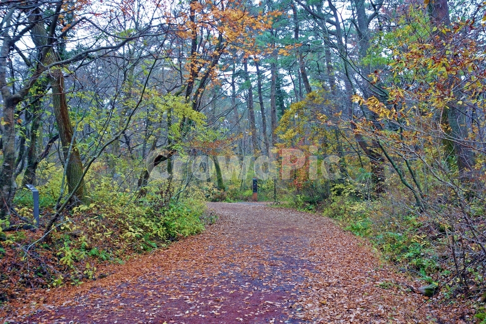 사려니숲길,제주도,제주,제주도여행,제주여행,사려니숲길산책로,산책로,나무,송이,스코리아,비오는날,가을,단풍,숲,숲길,한적,여행,자연,경치,아름다운,풍경,산책,걷기,자연,풍경,nature,landscape,한국자연풍경,한국자연경관,korea nature landscape,제주도,jeju,jeju island,tree,plant,식물,ground,바닥,tree trunk,나무 줄기,path,통로