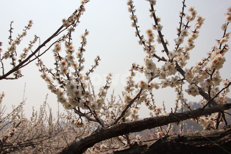 꽃,매화꽃,자연,풍경,매화,식물,자연,plants,nature,꽃,flower