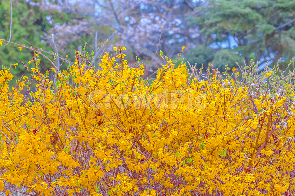 개나리,꽃,개나리꽃,봄,spring,봄,계절,spring,season,식물,자연,plants,nature,꽃,flower,plant