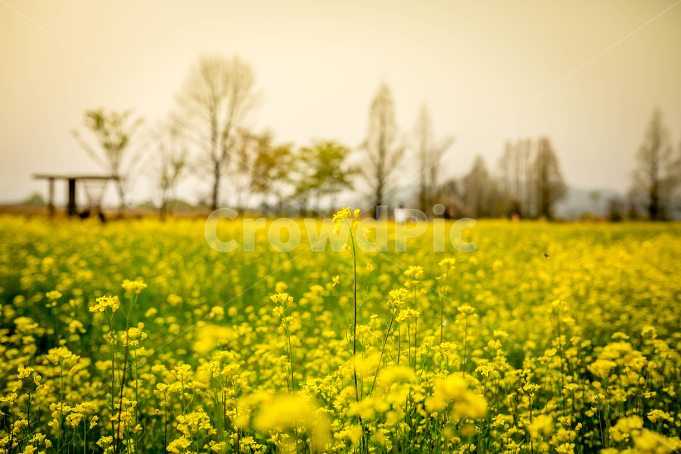유채꽃,노란꽃,한국,유채꽃밭,꽃,봄,계절,spring,season,자연,풍경,nature,landscape,outdoors,옥외,grassland,목초지,field,들