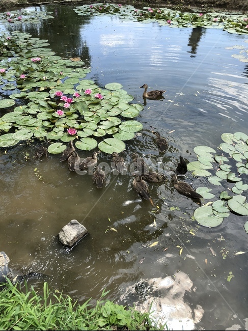 오리,궁남지,연꽃축제,연꽃,수련