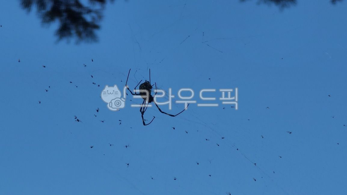 sky,blue sky,Spider web,tree,insect,spider