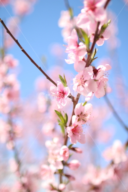 봄,꽃,벚꽃,들꽃,산책로,계절,봄,계절,spring,season,식물,자연,plants,nature,꽃,flower,plant