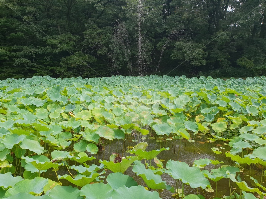 연꽃,꽃,수련,식물,lotusblossom,flower,연,수초,식물,자연,plants,nature
