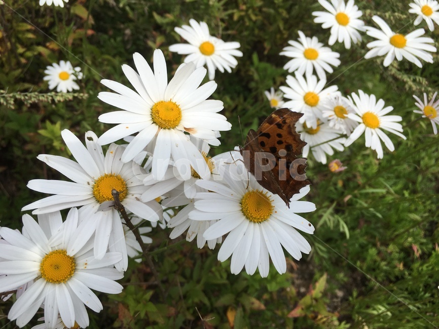 plant,식물,flower,꽃,blossom,daisies,daisy,데이지,식물,자연,plants,nature,꽃,flower