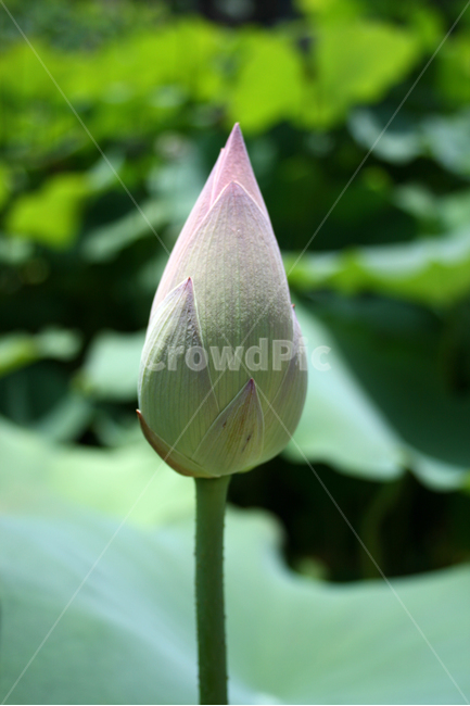 연꽃,식물,flower,plants,nature,꽃,봉원사,풍경,연잎,식물,자연,plants,nature,꽃,flower