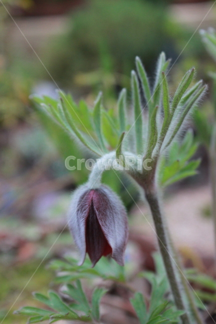 할미꽃,봄,꽃,플라워,봄꽃,식물,자연,풀,화단,꽃밭,nature,spring,감성,감성사진,들꽃
