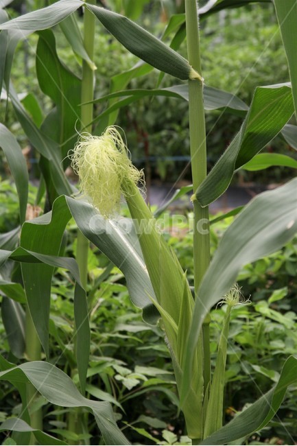 옥수수,찰옥수수,옥수수수염,재배,옥수수잎,산업,industry,industrial,농업,농사,agriculture,farming,farming industry