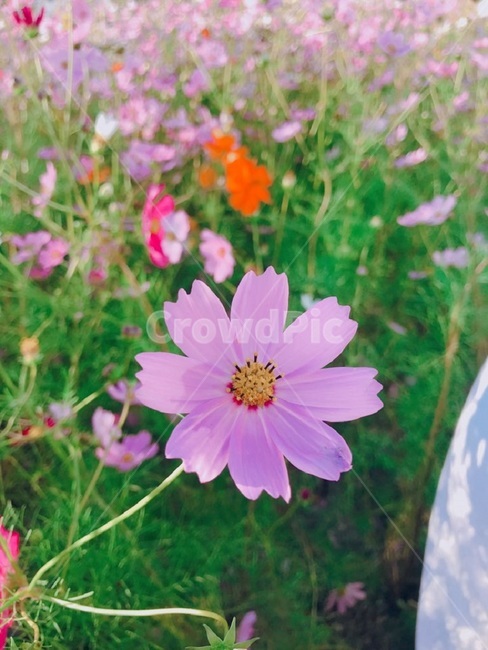 꽃,코스모스,가을,감성사진,손,식물,자연,plants,nature,flower,사람,인물,인간,human,person,감성,sensible,feeling,연출,컨셉,콘셉,direction,concept