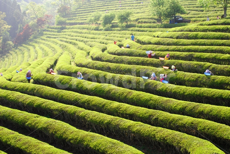 보성,녹차,사람,초록,자연,농부,보성녹차밭,그린,수확,밭,green,nature,farm,field,자연,풍경,nature,landscape,한국자연풍경,한국자연경관,korea nature landscape,사람들,대중,군중,other people,crowd,산업,industry,industrial,농업,농사,agriculture,farming,farming industry,person,human,인간
