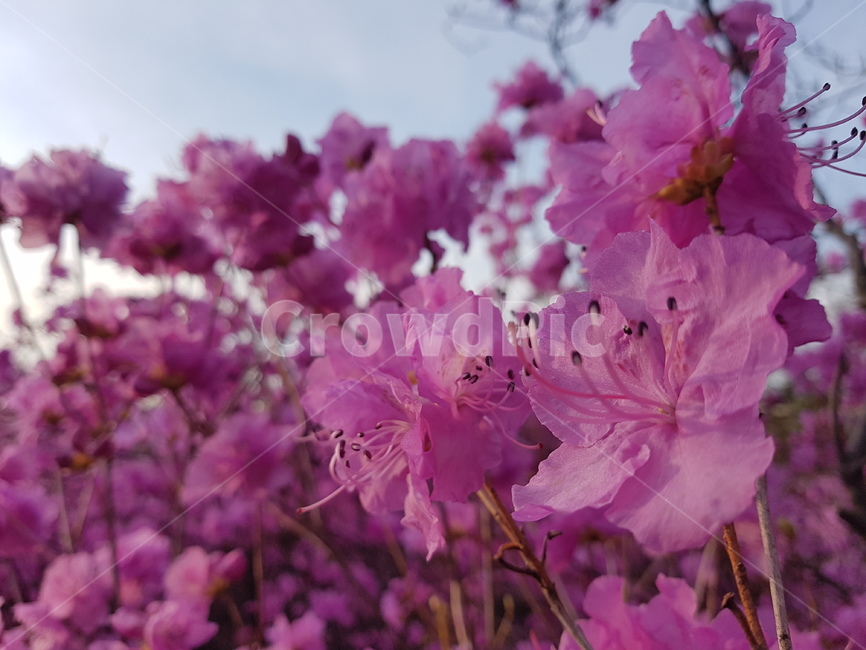 자연,봄,진달래,꽃,배경,핑크,하늘,봄,계절,spring,season,식물,자연,plants,nature,꽃,flower,나무,trees,wood,plant,blossom