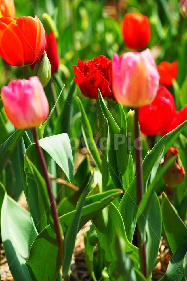 튤립,빛,축제,태안,꽃,식물,자연,plants,nature,꽃,flower