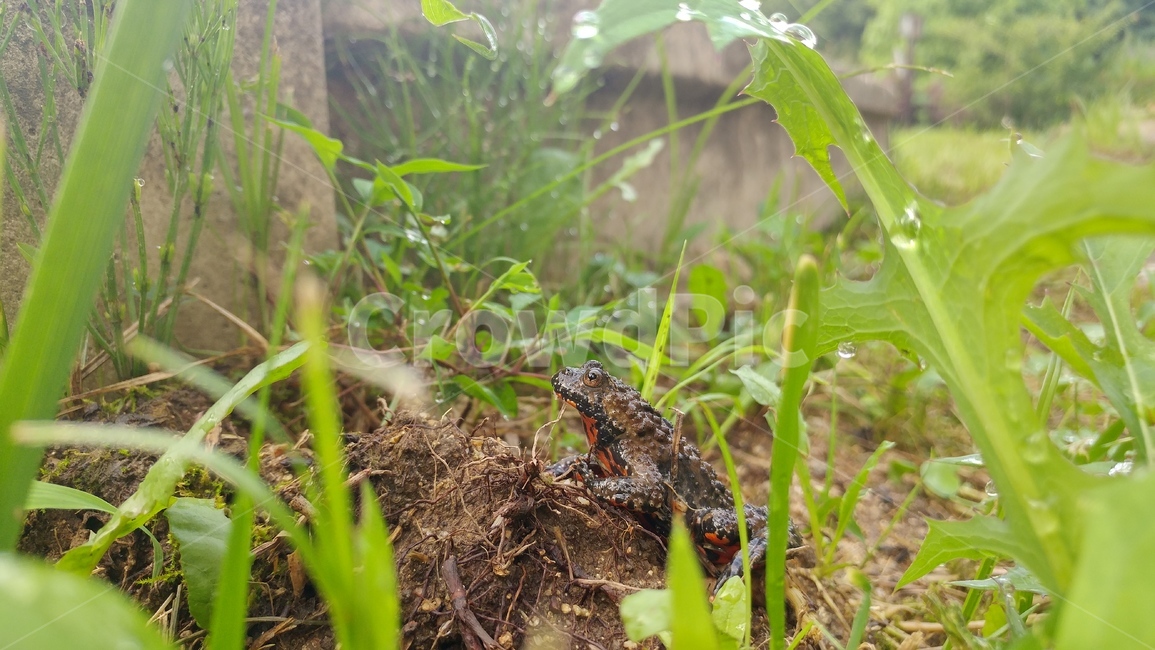 두꺼비,개구리,동물,양서류,식물,toad,초록,green,이슬,자연,frog,동물,animal