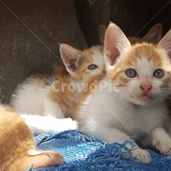 고양이,귀,새끼고양이,두마리,쌍둥이