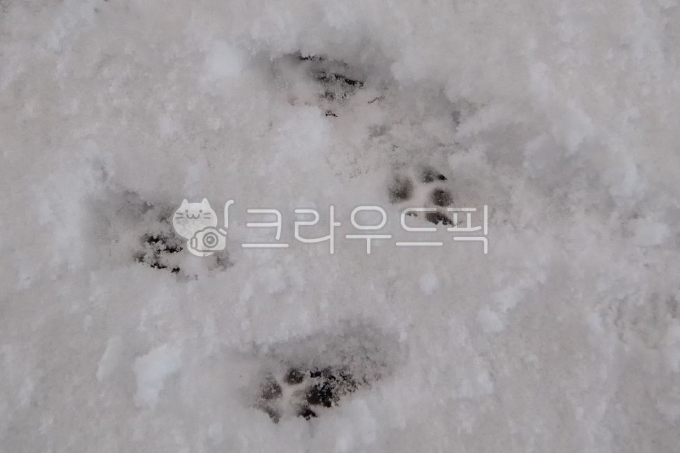 snow prints,dog footprints,puppy,snow,heavy snow,dog,footprints
